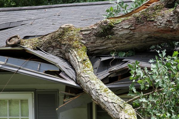 Storm Remediation in Snohomish